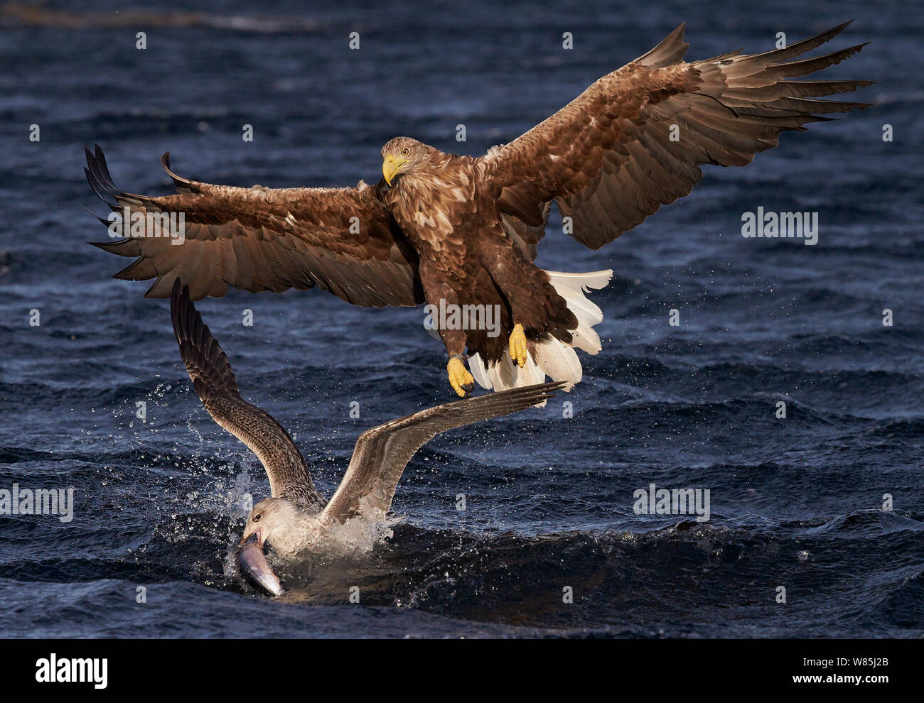 White-tailed eagle (Haliaeetus albicilla) chasing Herring gull (Larus argentatus) with fish, Norway, October. Stock Photo