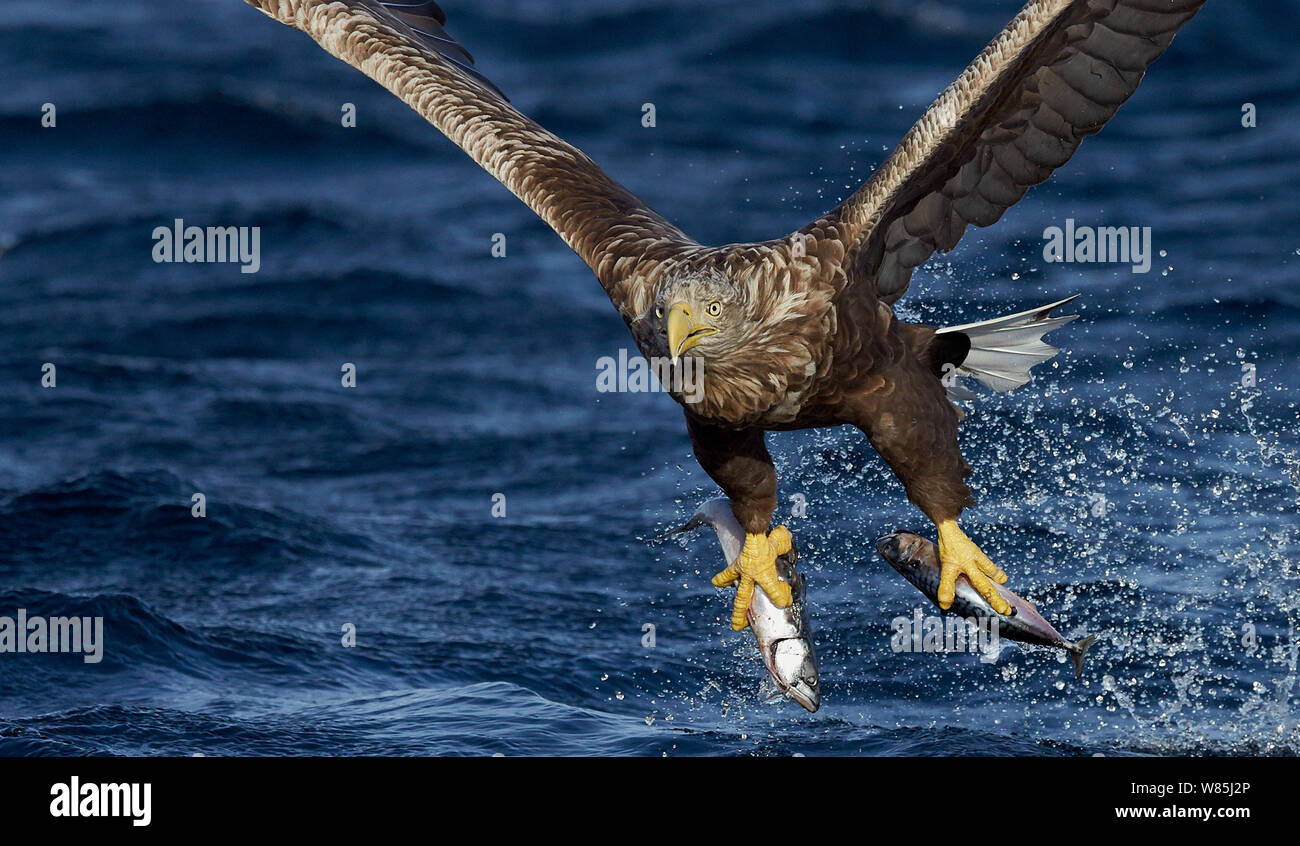 White-tailed eagle (Haliaeetus albicilla) with two fish in talons, Norway, October. Stock Photo