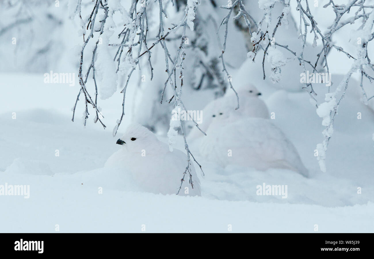 Willow grouse (Lagopus lagopus) Kiilopaa, Inari, Finland, January. Stock Photo