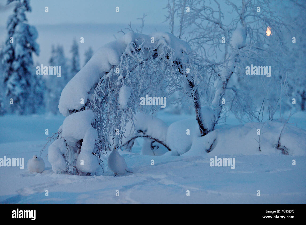 Willow grouse (Lagopus lagopus), Kiilopaa, Inari, Finland, January. Stock Photo