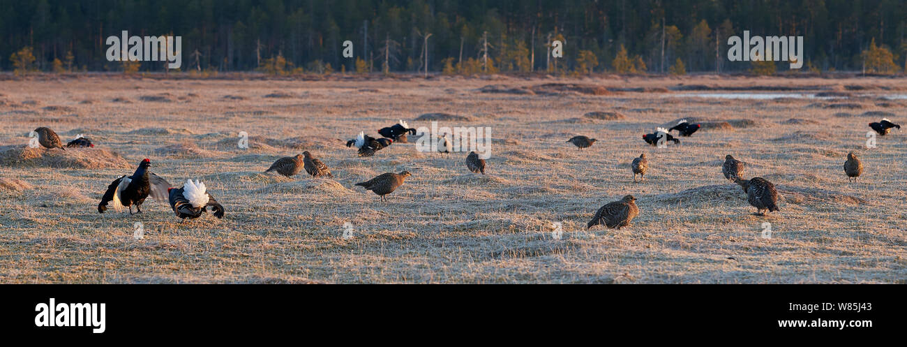 Black grouse (Lyrurus tetrix), Utajarvi, Finland, May. Stock Photo