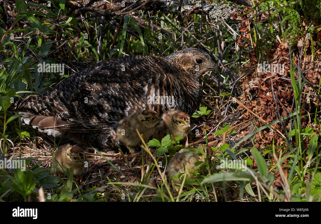 Black grouse (lyrurus tetrix) female and chicks at nest, Vaala, Finland, June. Stock Photo