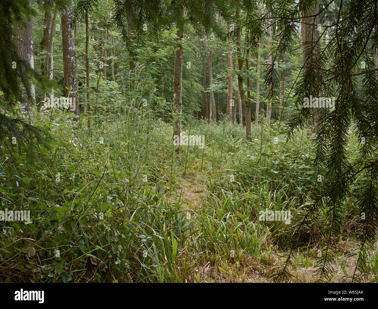 Woodland protected by deer fence, see image 1501473 for non protected area which has been overgrazed. Sussex, England, UK. June. Stock Photo