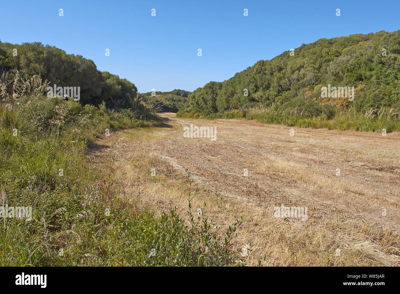 Recently cut meadow surrounded by wild grasses, Menorca. May 2014. Stock Photo