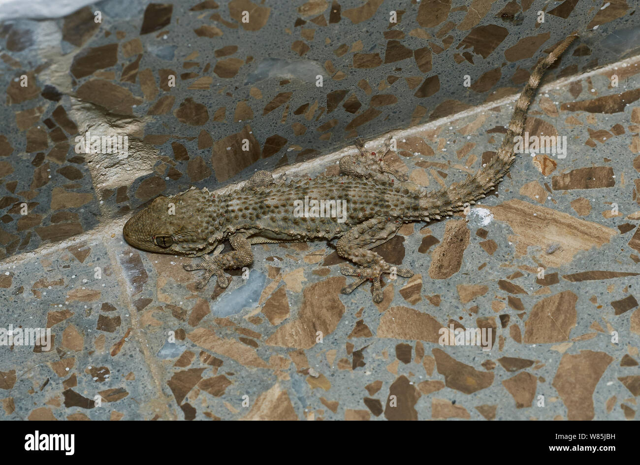 Moorish gecko (Tarentola mauritanica) camouflaged on marble floor. Menorca. May. Stock Photo
