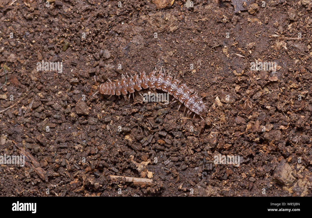 Centipede (Polydesmus) Sussex, England, UK. Stock Photo