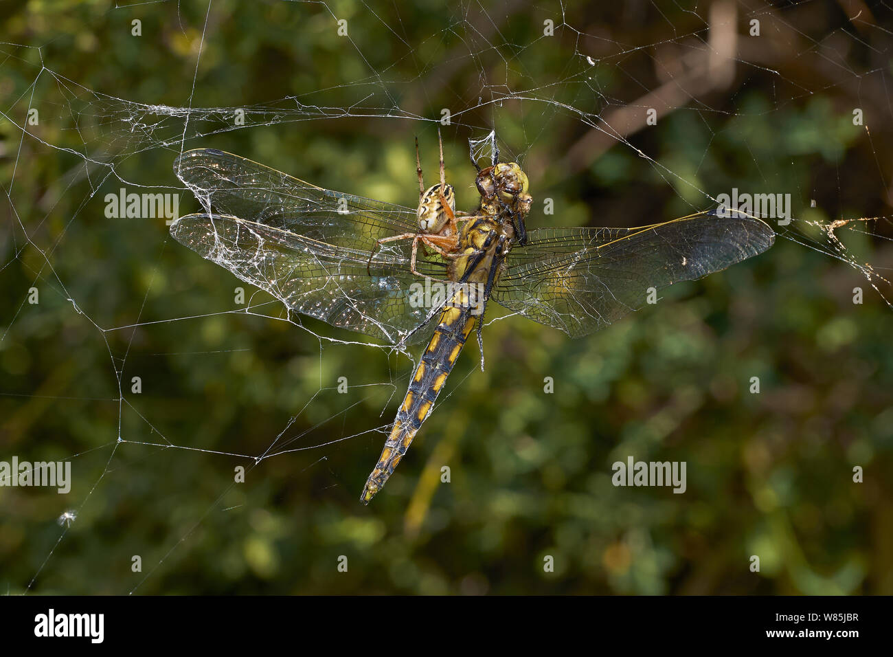 Dragonfly caught by Oak orb weaver spider (Acuepeira ceropegia) Menorca. May. Stock Photo