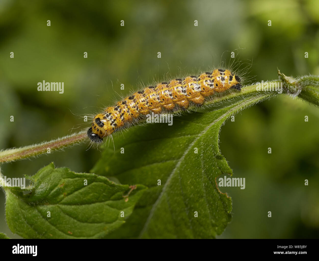 Buff tip moth (Phalera bucephala) caterpillar. Sussex, England, UK. July. Stock Photo