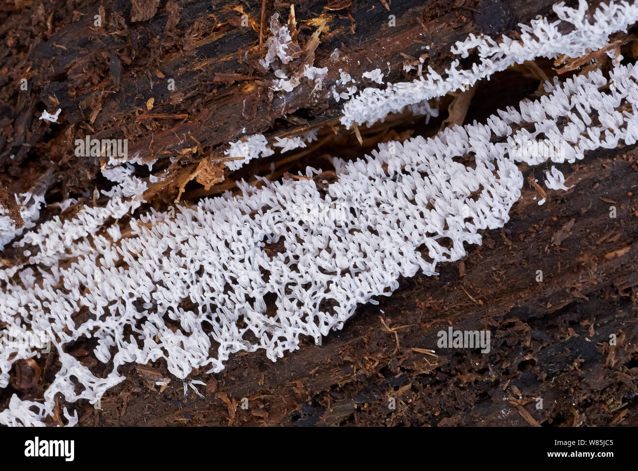 Slime mould (Stemonitopsis) Sussex, England, UK. March. Stock Photo
