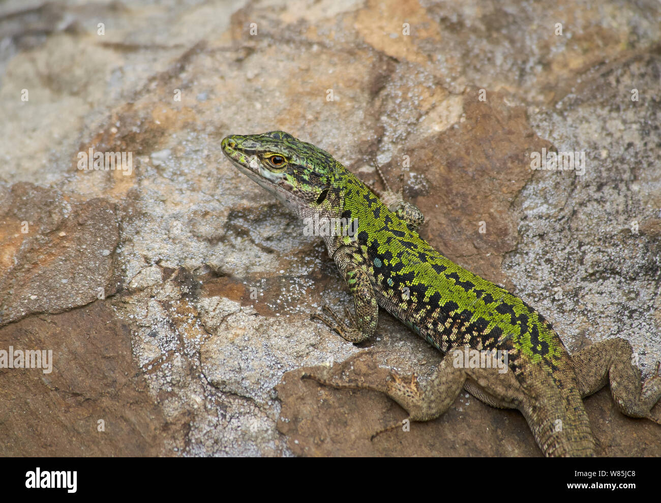 European wall lizard (Podarcis muralis) Menorca. May. Stock Photo