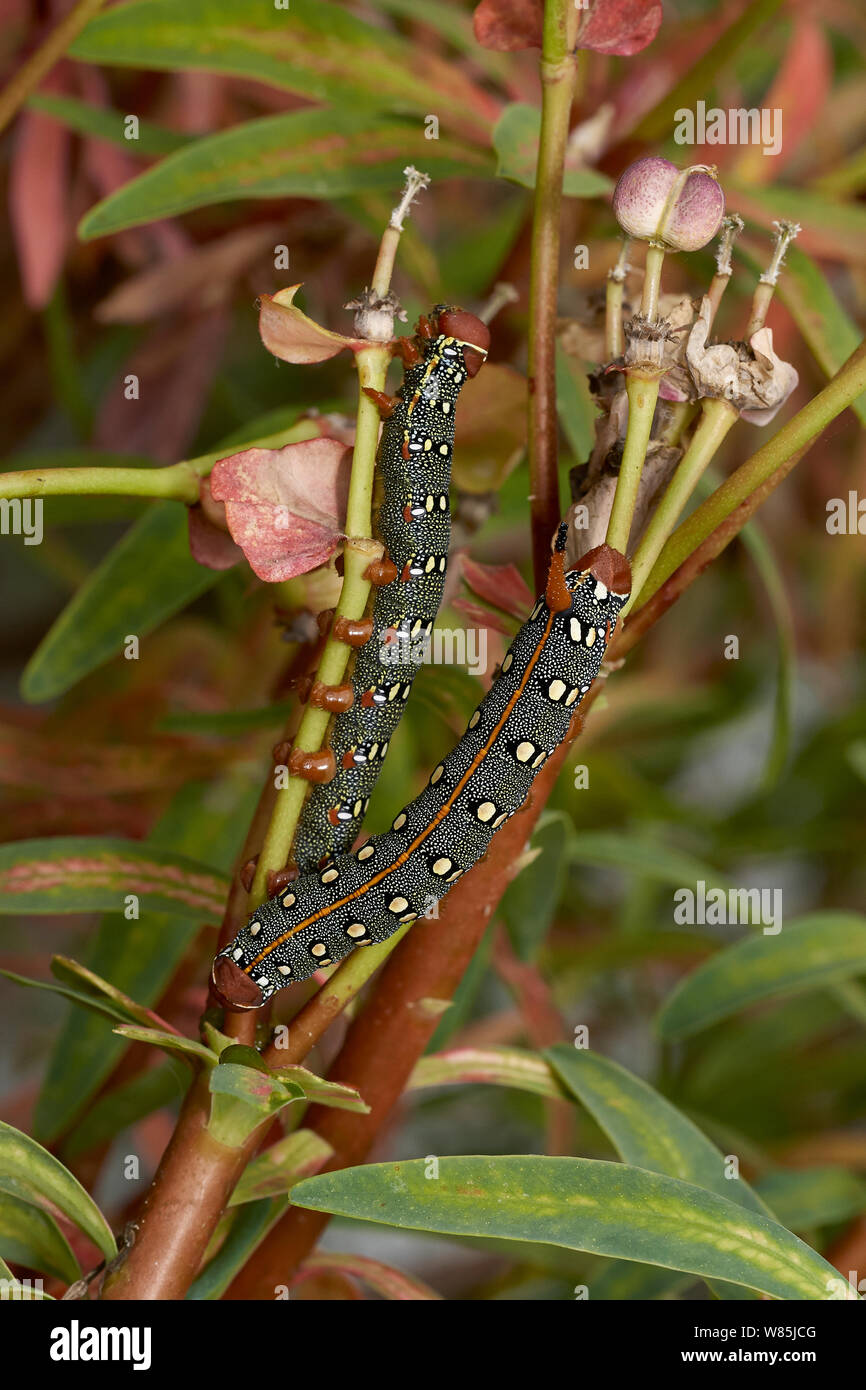 Spurge hawk moth (Hyles euphorbiae) caterpillars, Menorca. May. Stock Photo