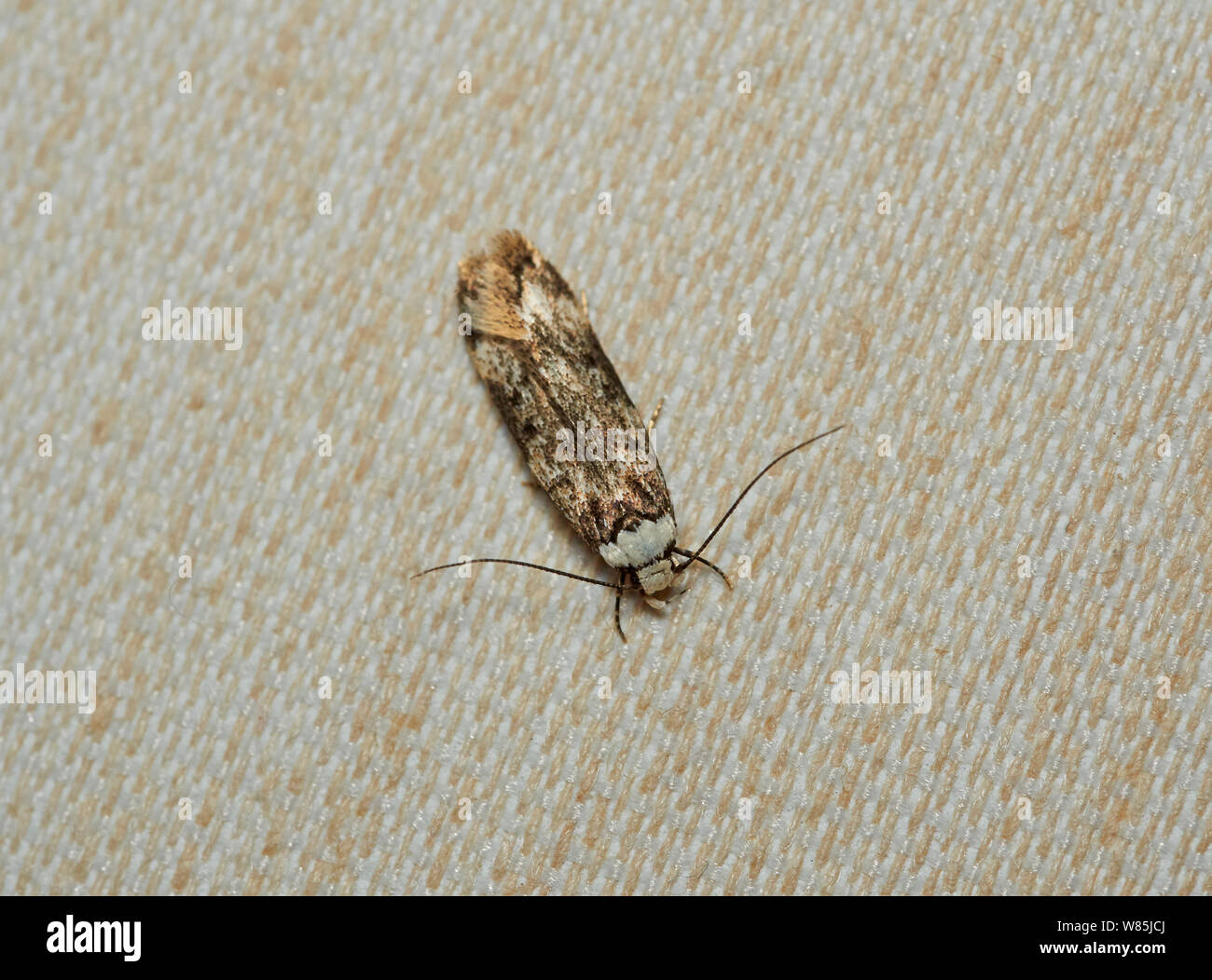 White-shouldered house moth (Endrosis sarcitrella) on fabric. Sussex, England, UK. September. Stock Photo