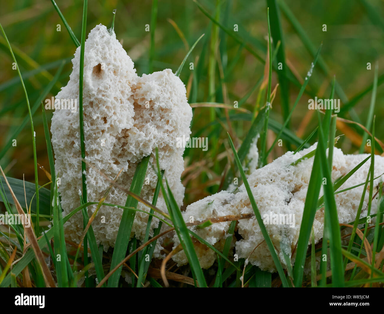 Slime mould (Mucliago crustacea) Sussex, England, UK. November. Stock Photo