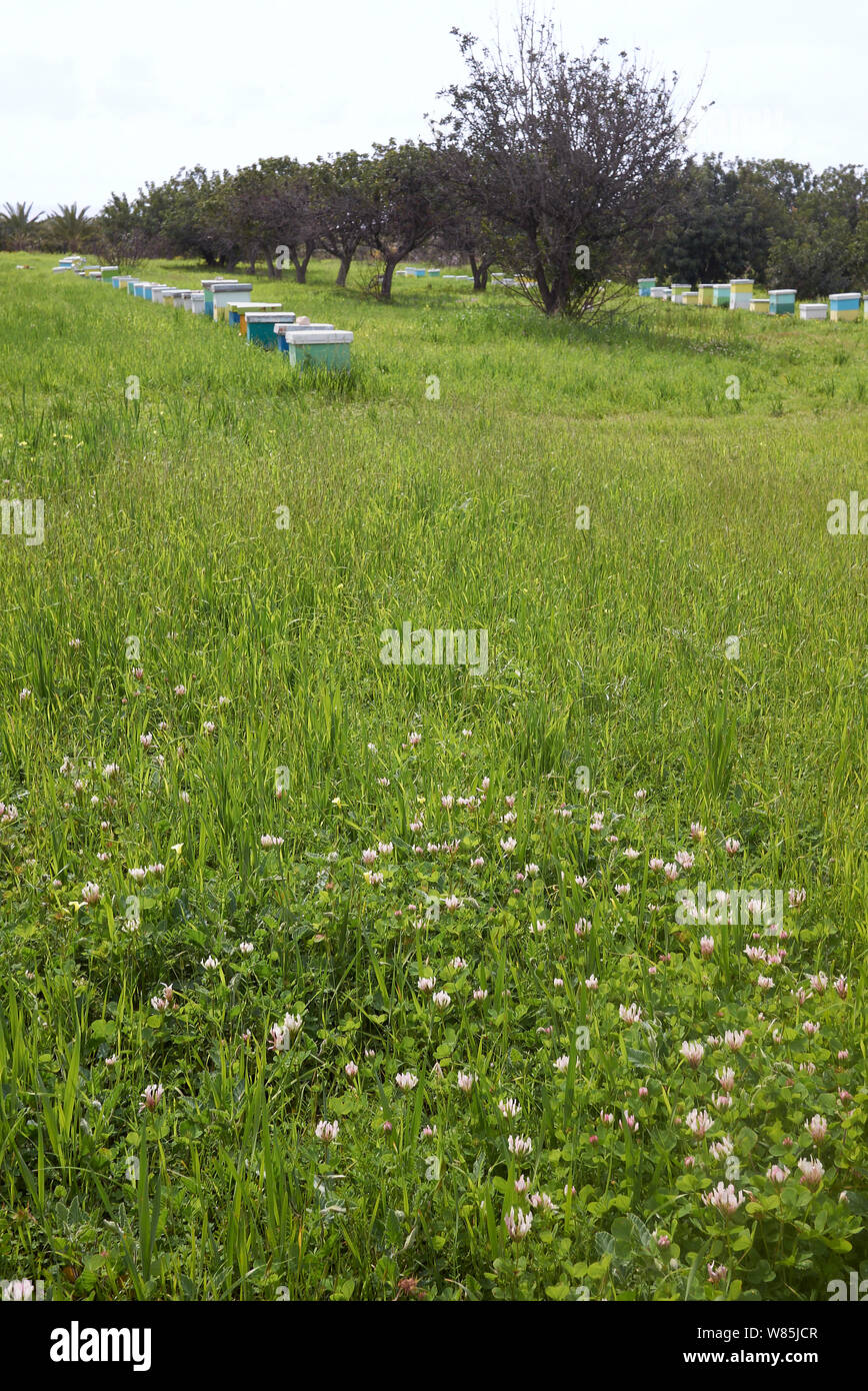 Bee hives in meadow of White clover (Trifolium repens) Cyprus. March. Stock Photo