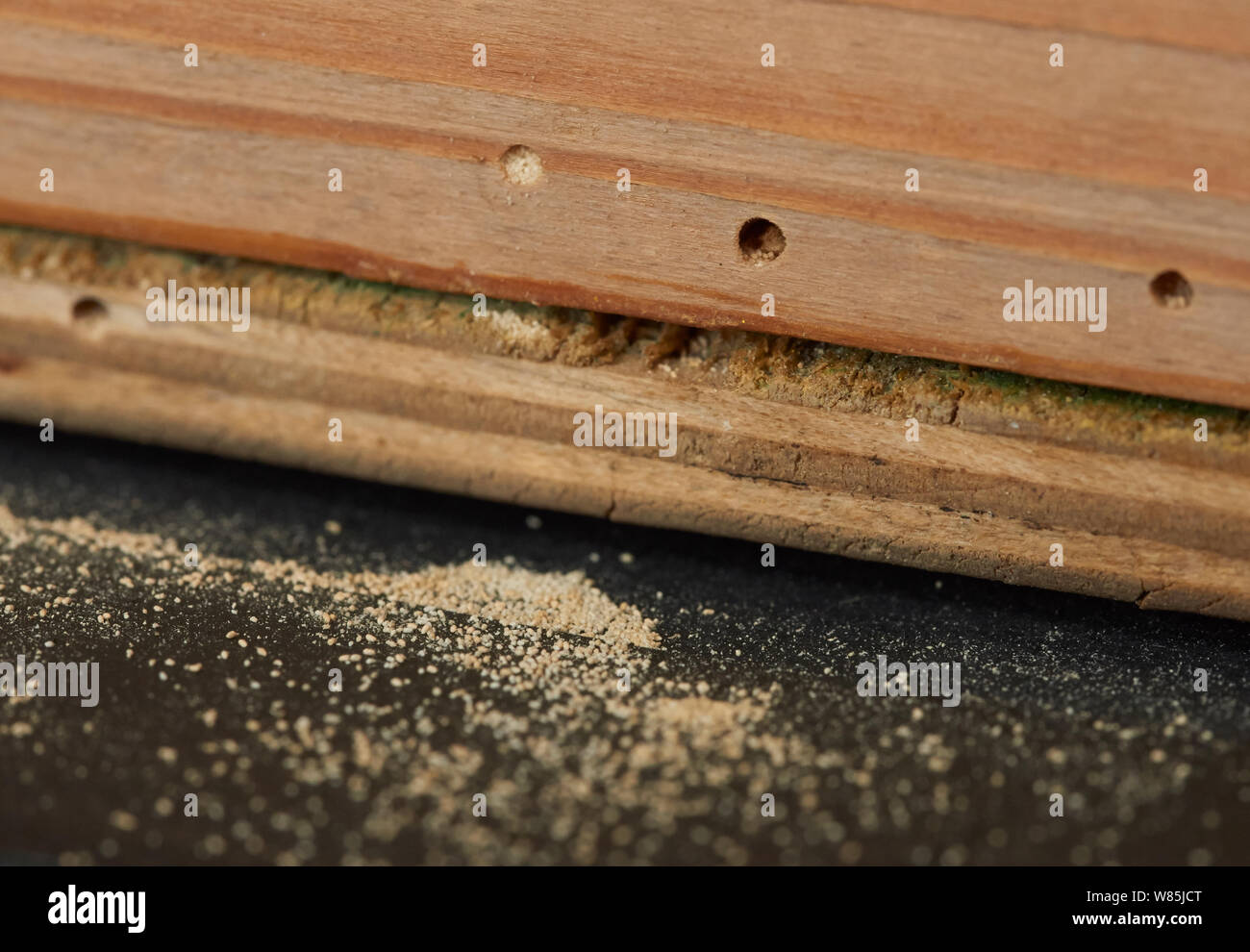 Woodworm or furniture beetle (Anobium punctatum) holes with  dust or frass produced by the larva. England, UK. August. Stock Photo