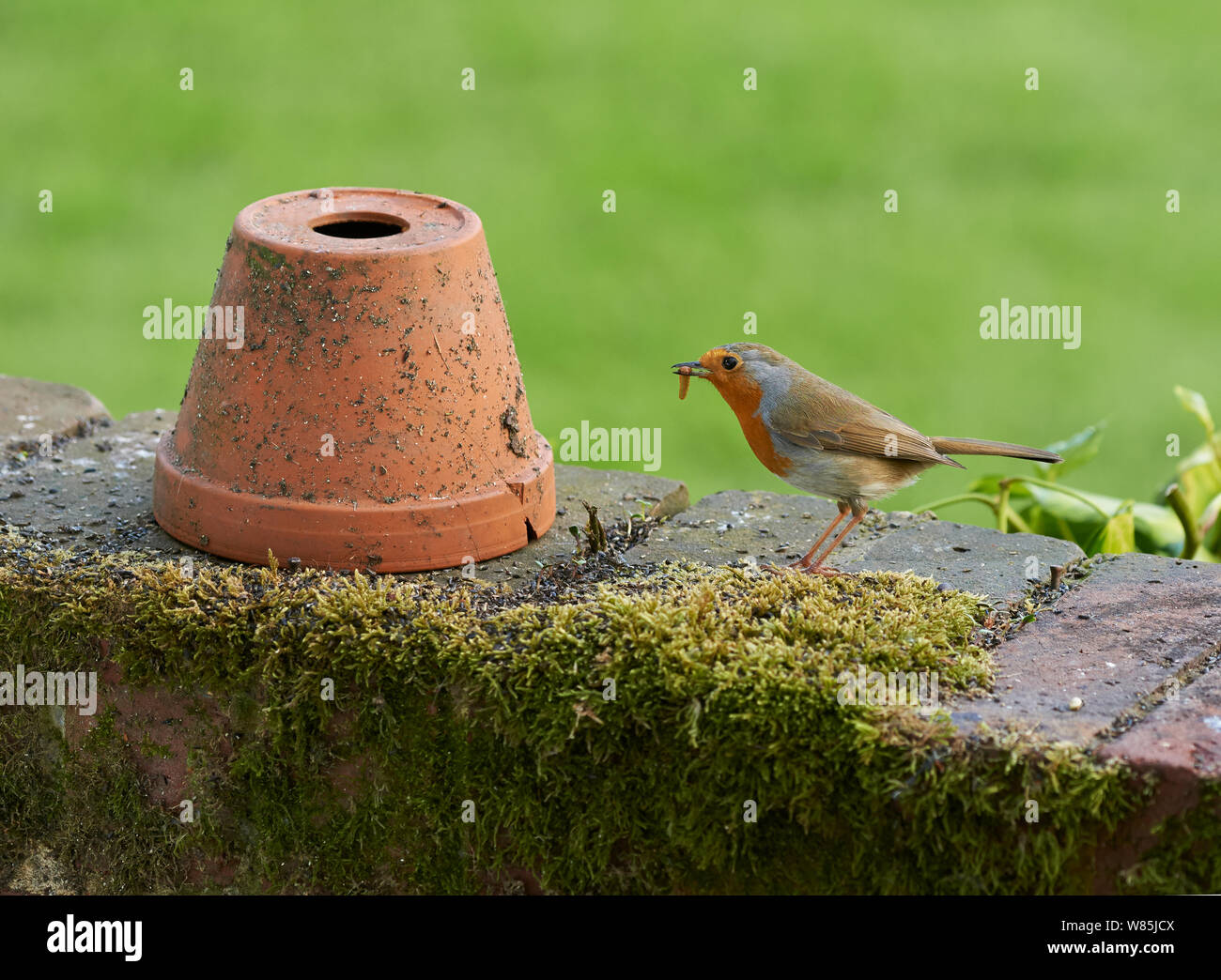 Robin (Erithica rubecula) with grub and flowerpot in garden, Sussex, England, UK. April. Stock Photo