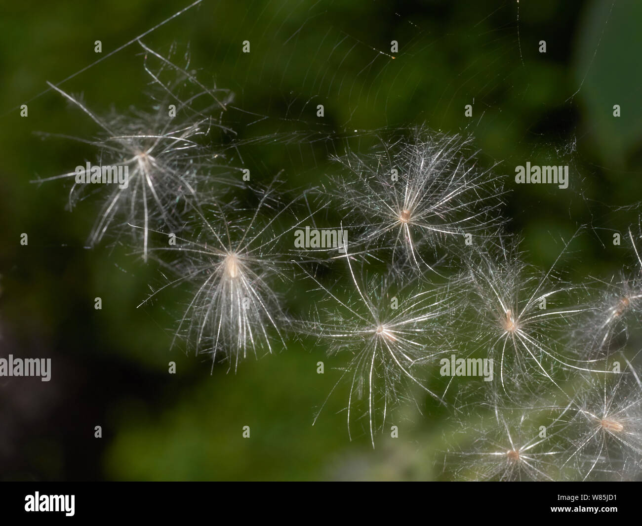 Dandelion (Taraxacum) seed caught in spider&#39;s web. Sussex, England, UK.  August. Stock Photo