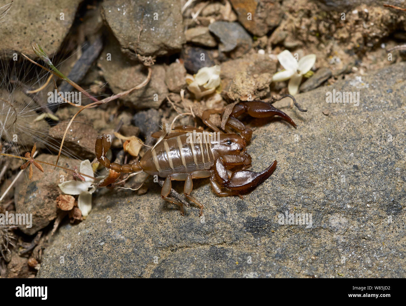 Scorpion (Euscorpius balearicus) Menorca. May. Stock Photo