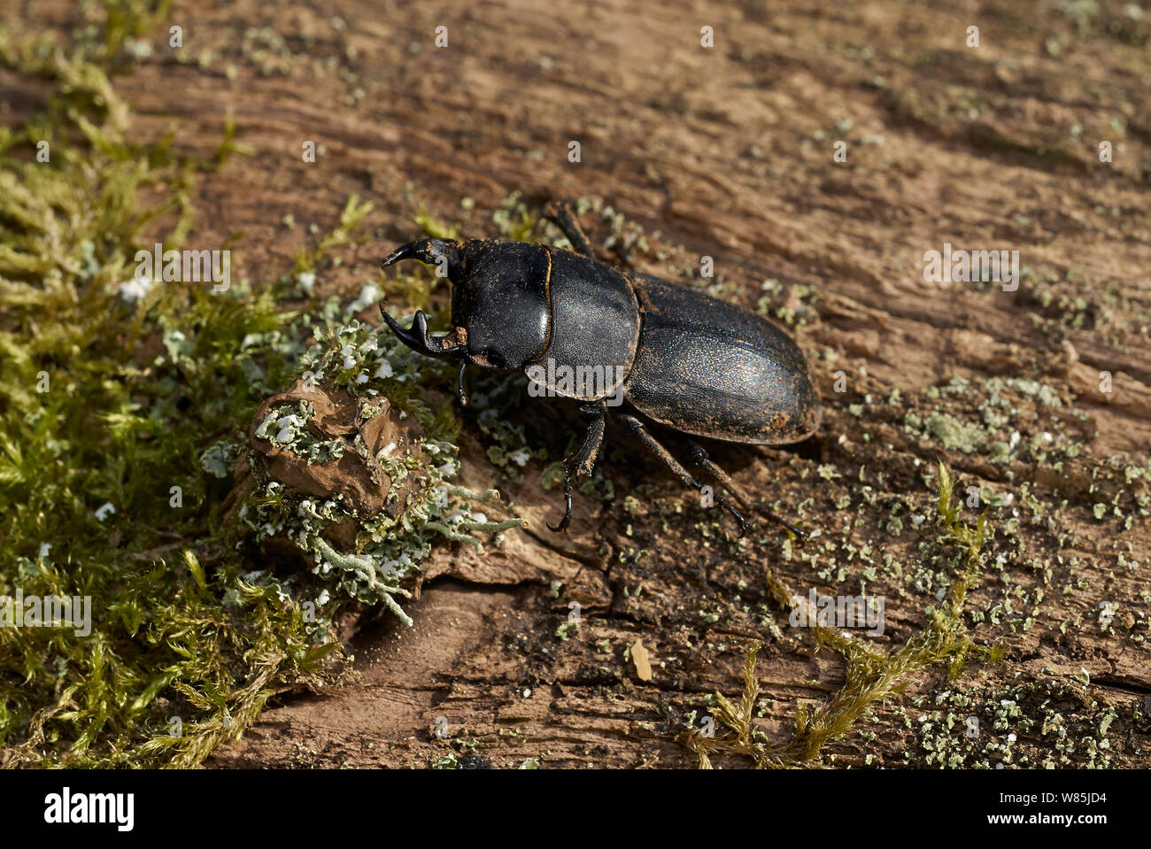 Lesser stag beetle (Dorcus parrallelus) Sussex, England, UK. March. Stock Photo