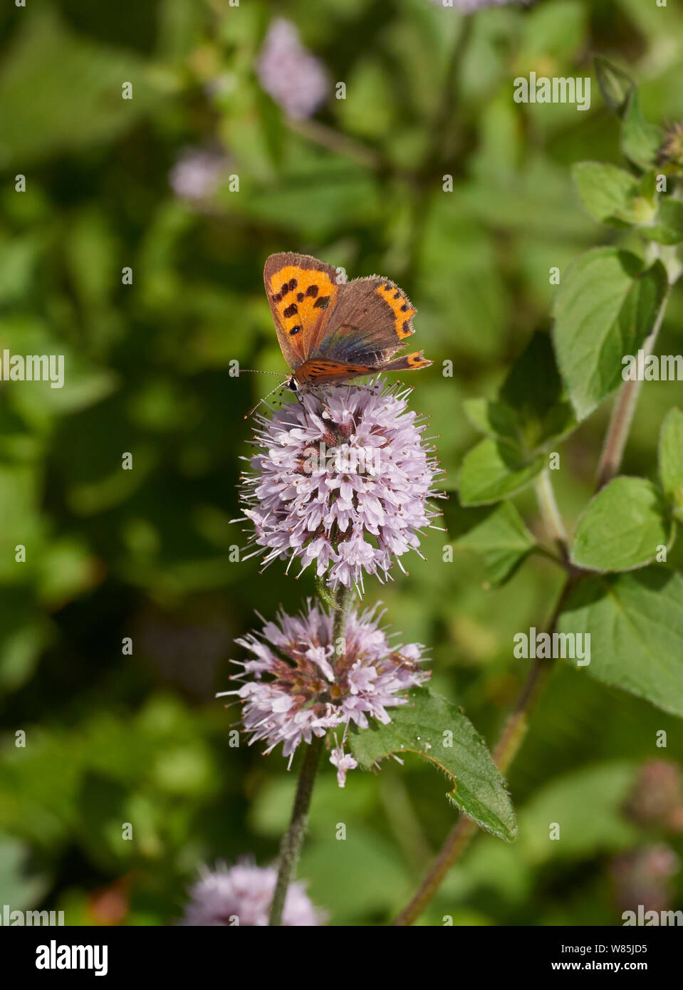 Small copper butterfly (Lycaena phlaeas) on Water mint flower, Sussex, England, UK. August. Stock Photo