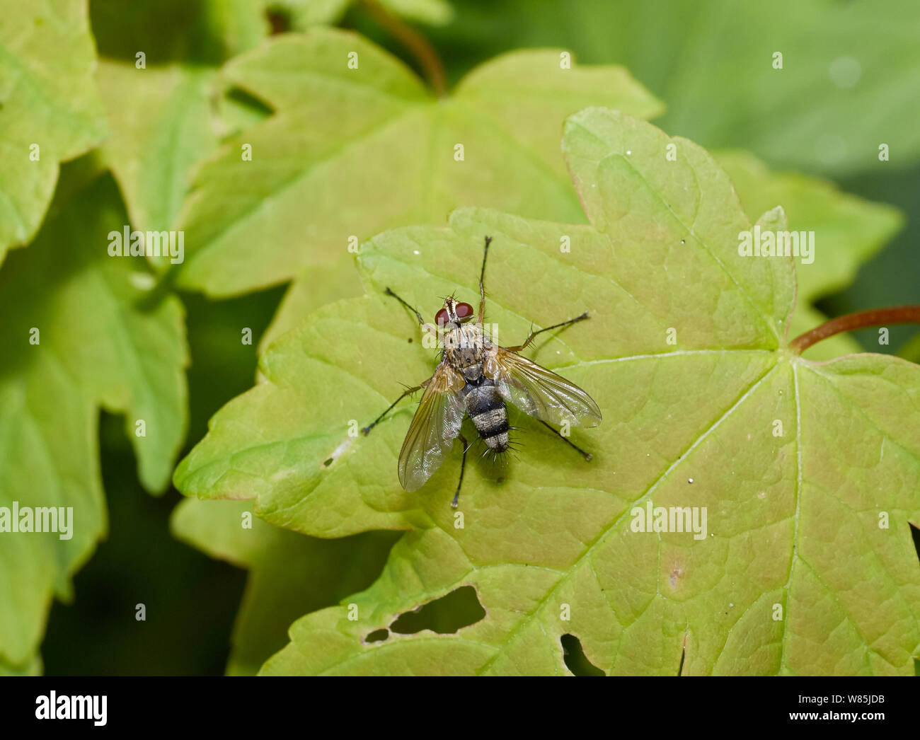 Parasitic fly (Dexia) Sussex, England, UK. July. Stock Photo