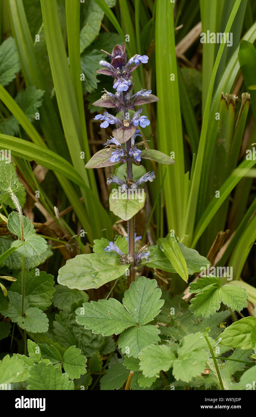 Bugle flower (Ajuga reptans) Sussex, England, UK. May. Stock Photo