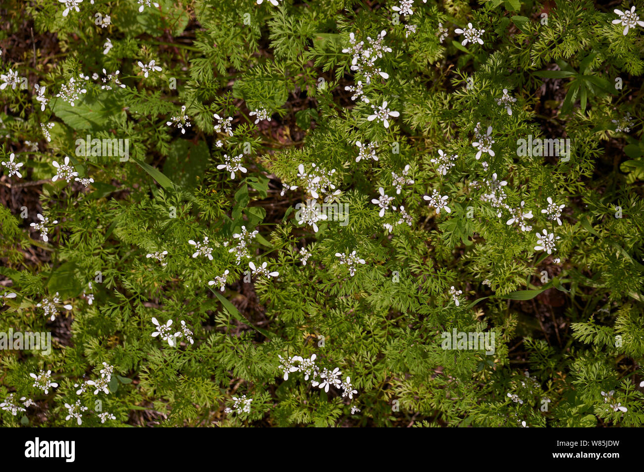 Shepherd&#39;s needles (Scandix pecten-veneris) flowers, Cyprus March. Stock Photo