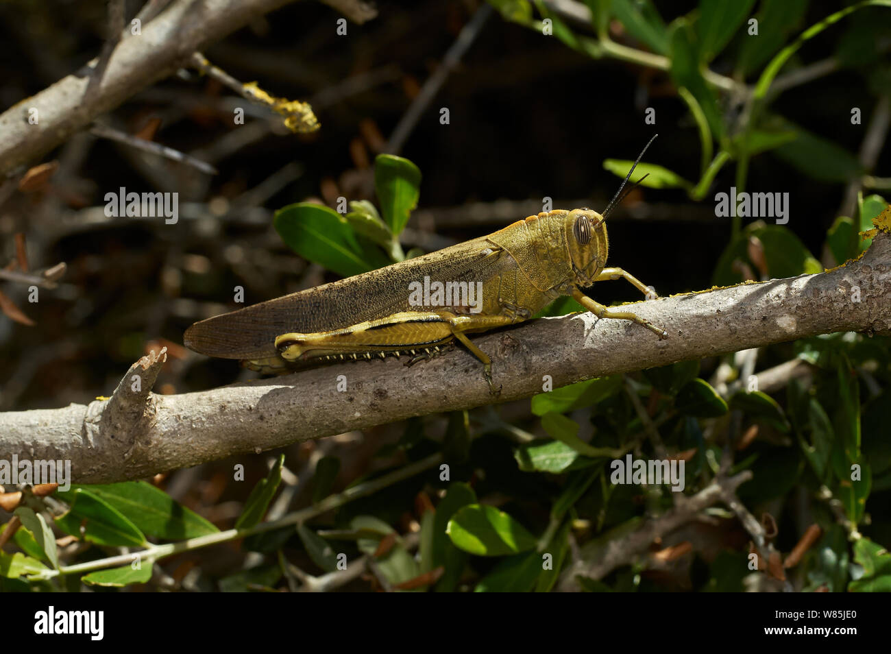 Egyption grasshopper (Anacridium aegyptium) on branch, Menorca. May. Stock Photo