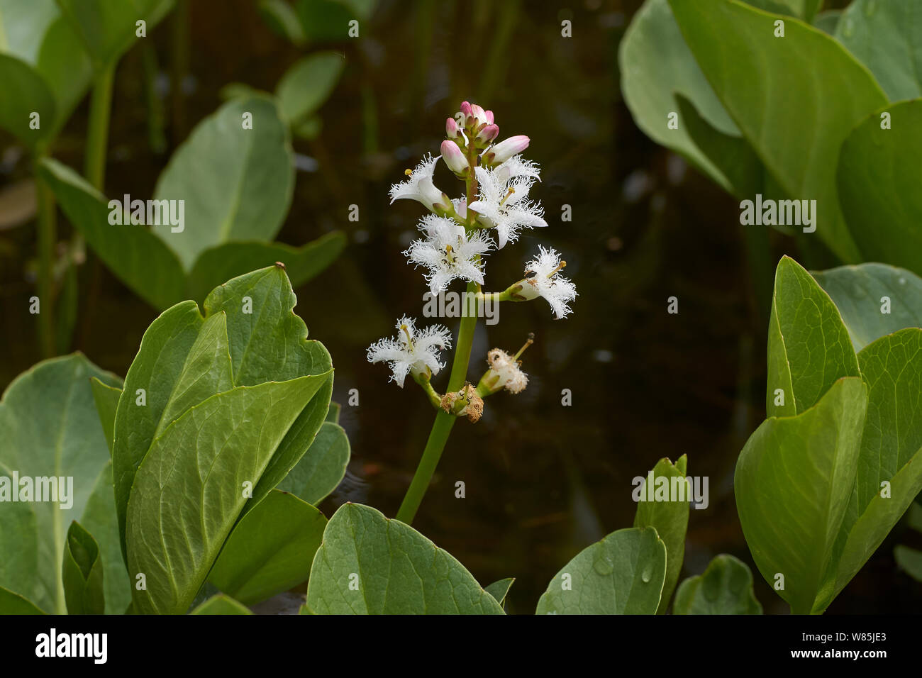 Bogbean (Menyanthes trifoliata) in flower. Sussex, England, UK. May. Stock Photo