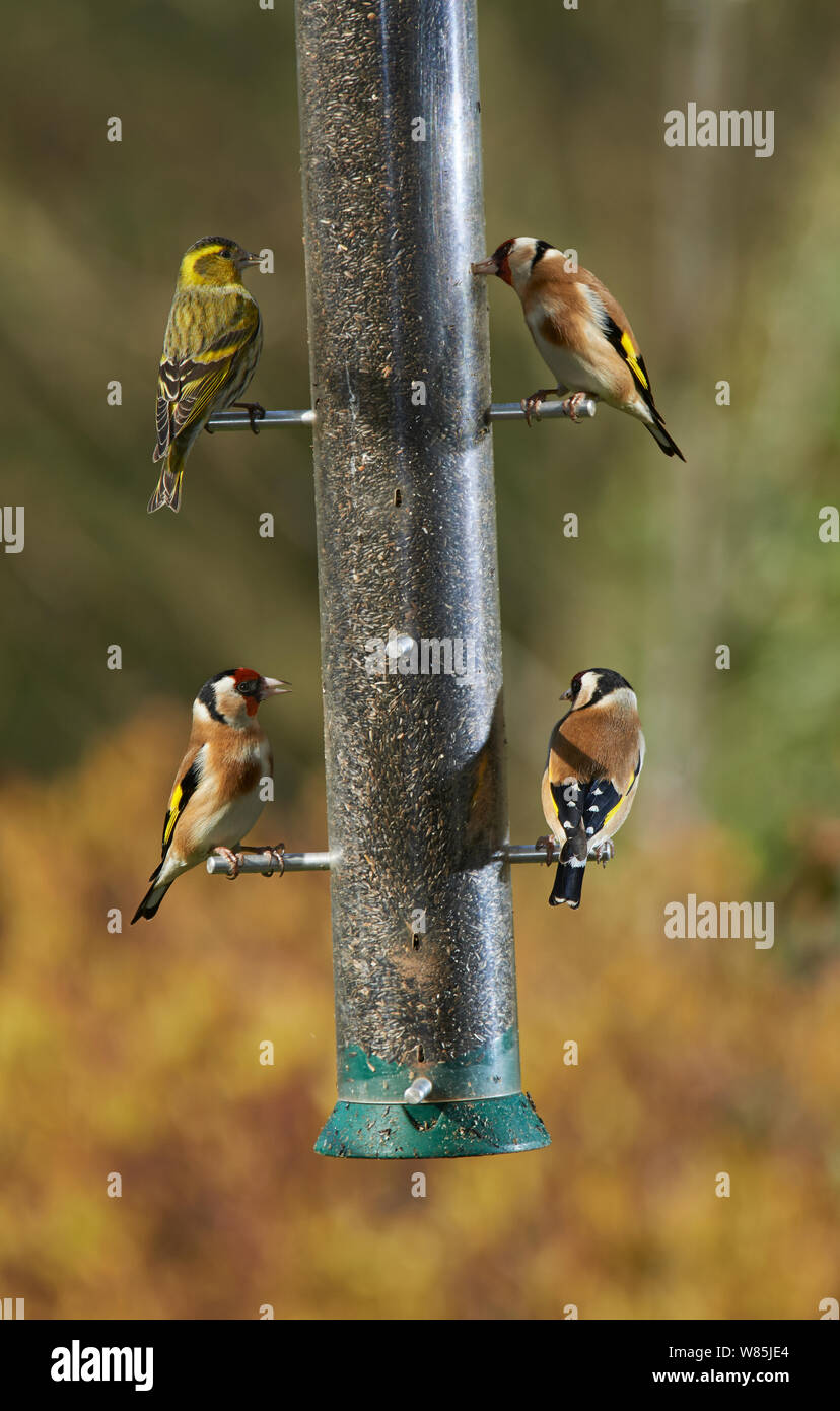 Siskin (Carduelis spinus) and three Goldfinches  (Carduelis carduelis) at birdfeeder. Sussex, England, UK. March. Stock Photo