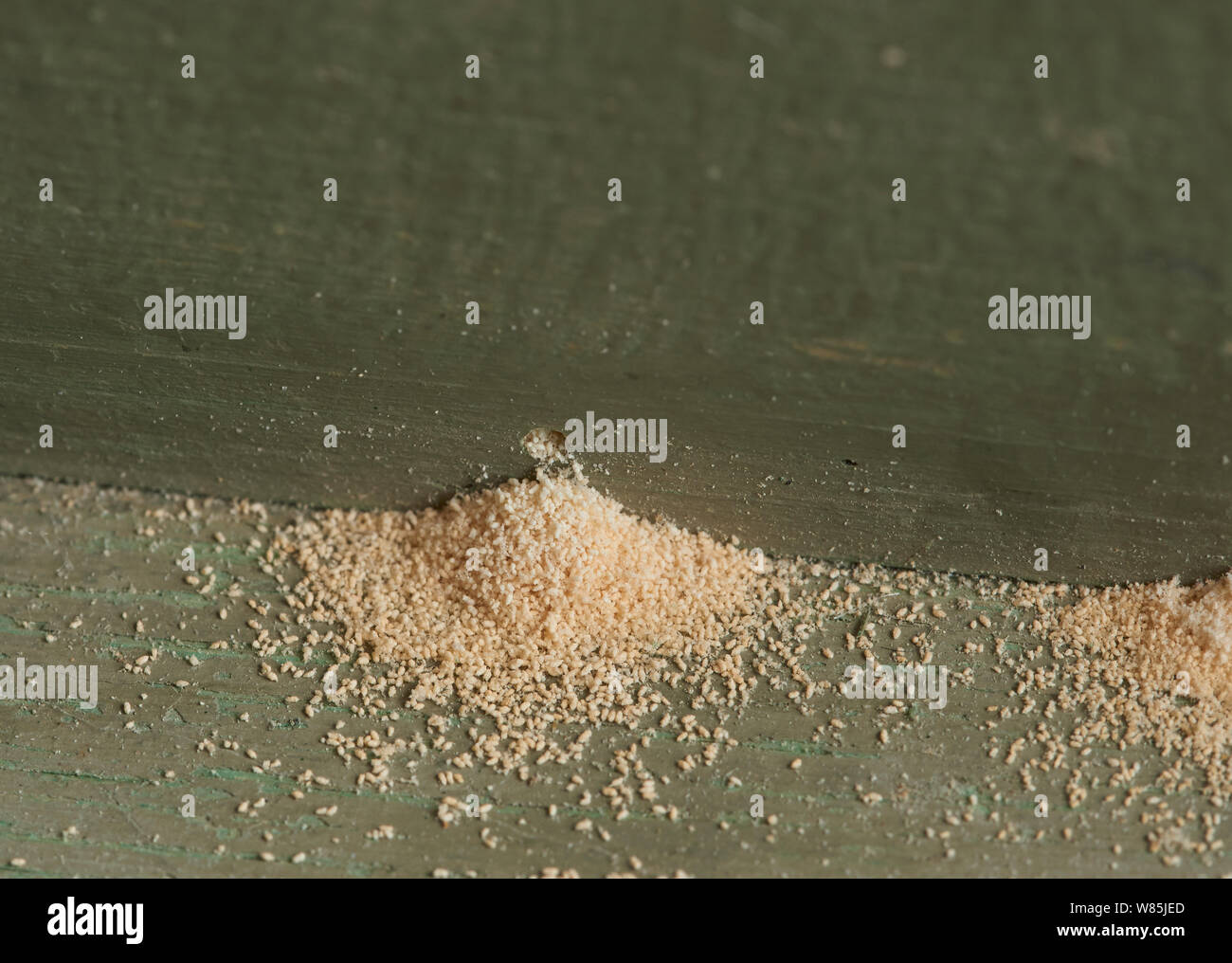 Woodworm or furniture beetle (Anobium punctatum) holes with  dust or frass produced by the larva. England, UK. Stock Photo