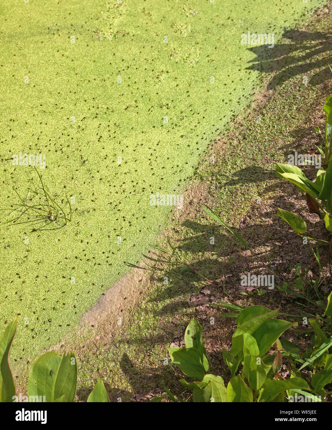Long-legged flies (Dolichopodidae) side of pond overgrown with pond weed, Sussex, England, UK June. Stock Photo