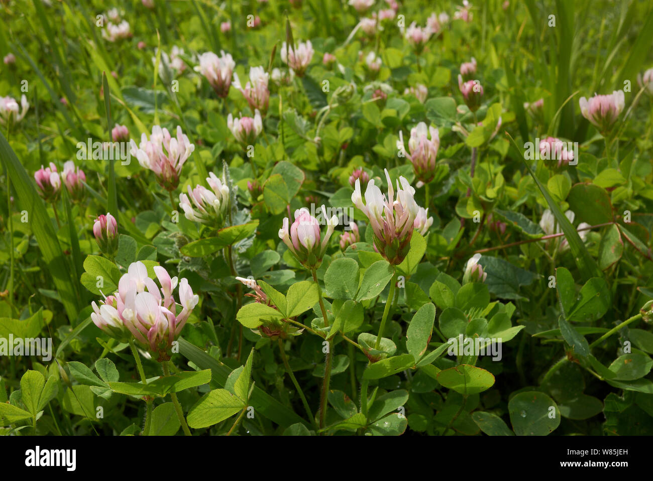 White clover (Trifolium repens) in flower, Cyprus March. Stock Photo
