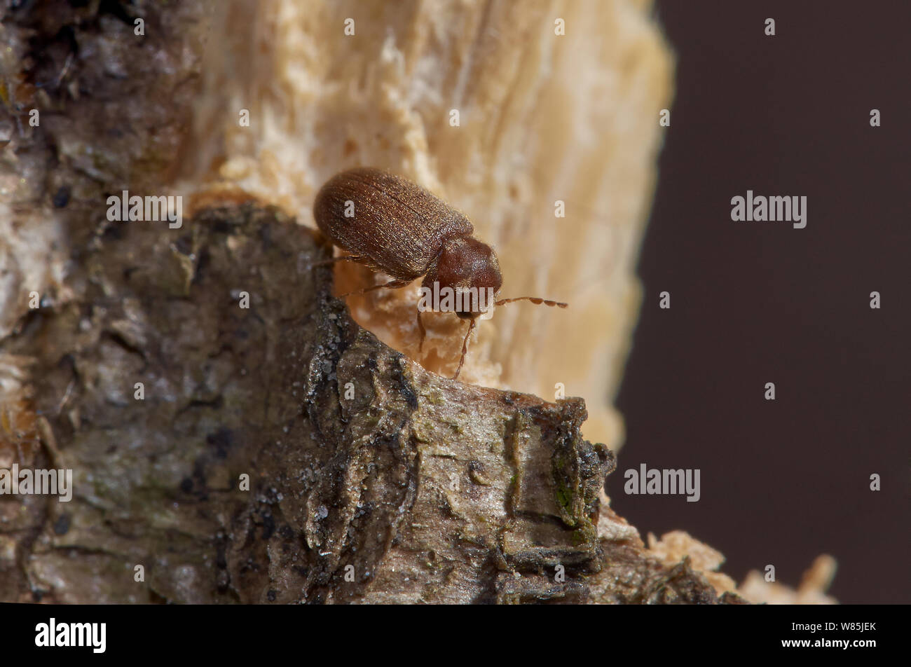 Woodworm / Furniture beetle (Anobium punctatum) feeding on wood, England, UK Stock Photo