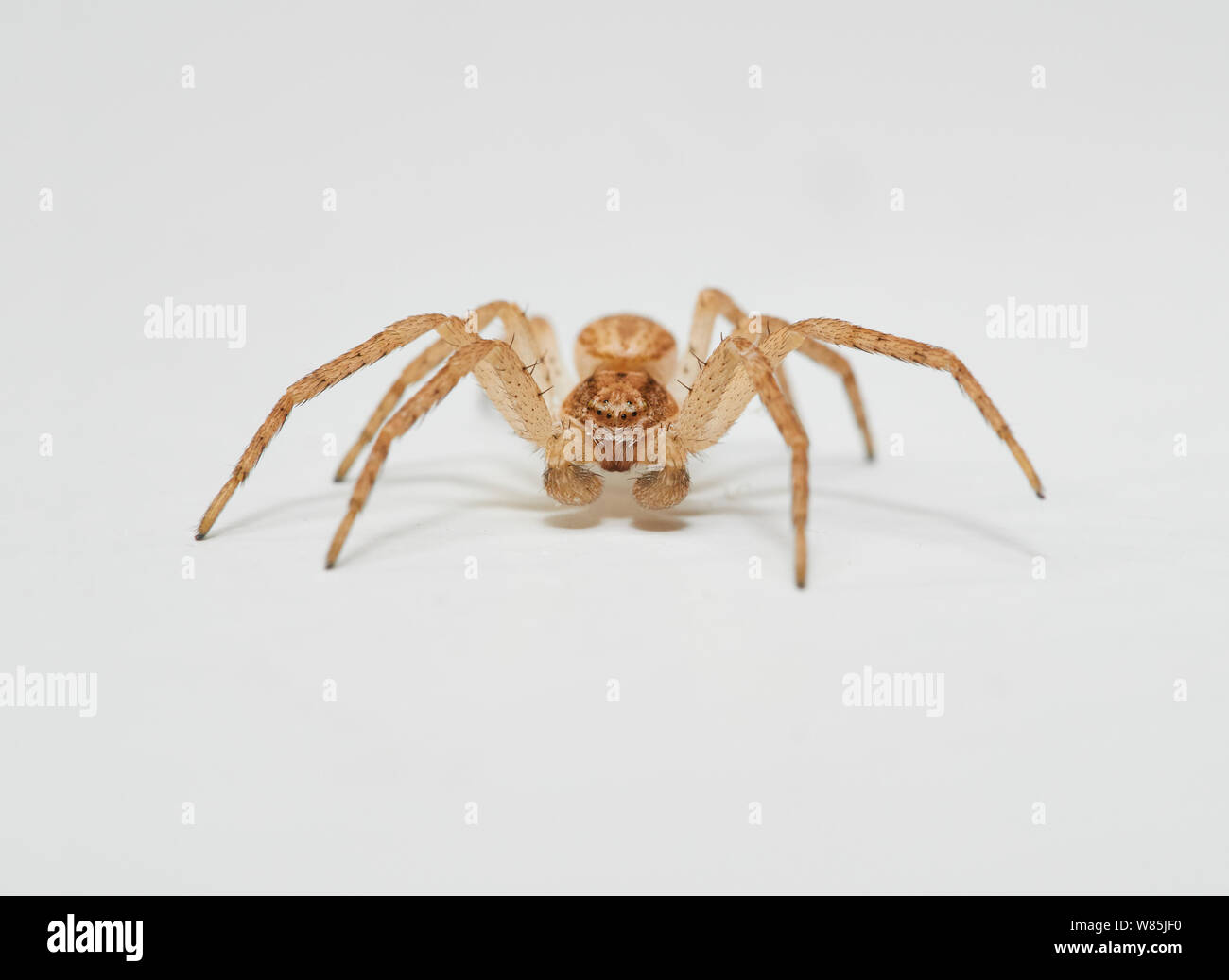 Running crab spider (Philodromus dispar) immature male. Sussex, England, UK. October. Stock Photo
