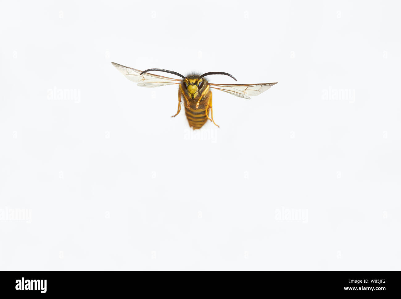 Social wasp (Vespula) in flight against white background, Sussex, England, UK. October. Stock Photo