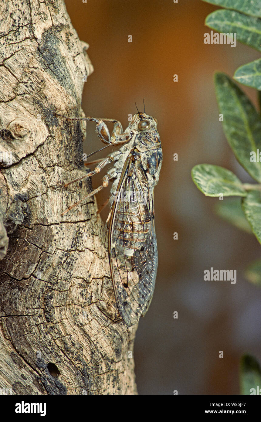 European cicada (Cicada orni) feeding on an olive tree,  France. April. Stock Photo