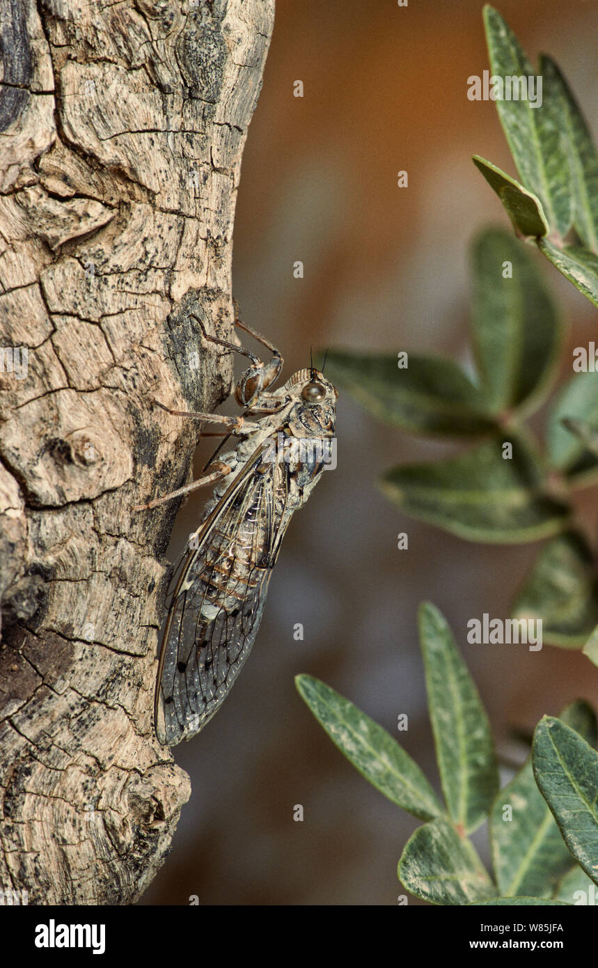 European cicada (Cicada sp) on olive tree, France. April. Stock Photo