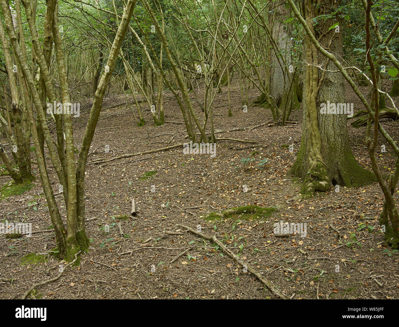Woodland overgrazed by Fallow deer (Dama dama) see image 1501349 for comparison with deer fenced area. Sussex, England, UK. June. Stock Photo