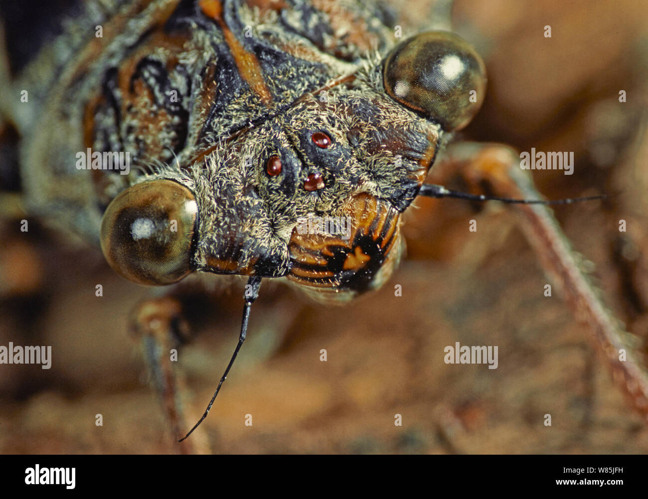 European cicada (Cicada sp) close up, France, August. Stock Photo