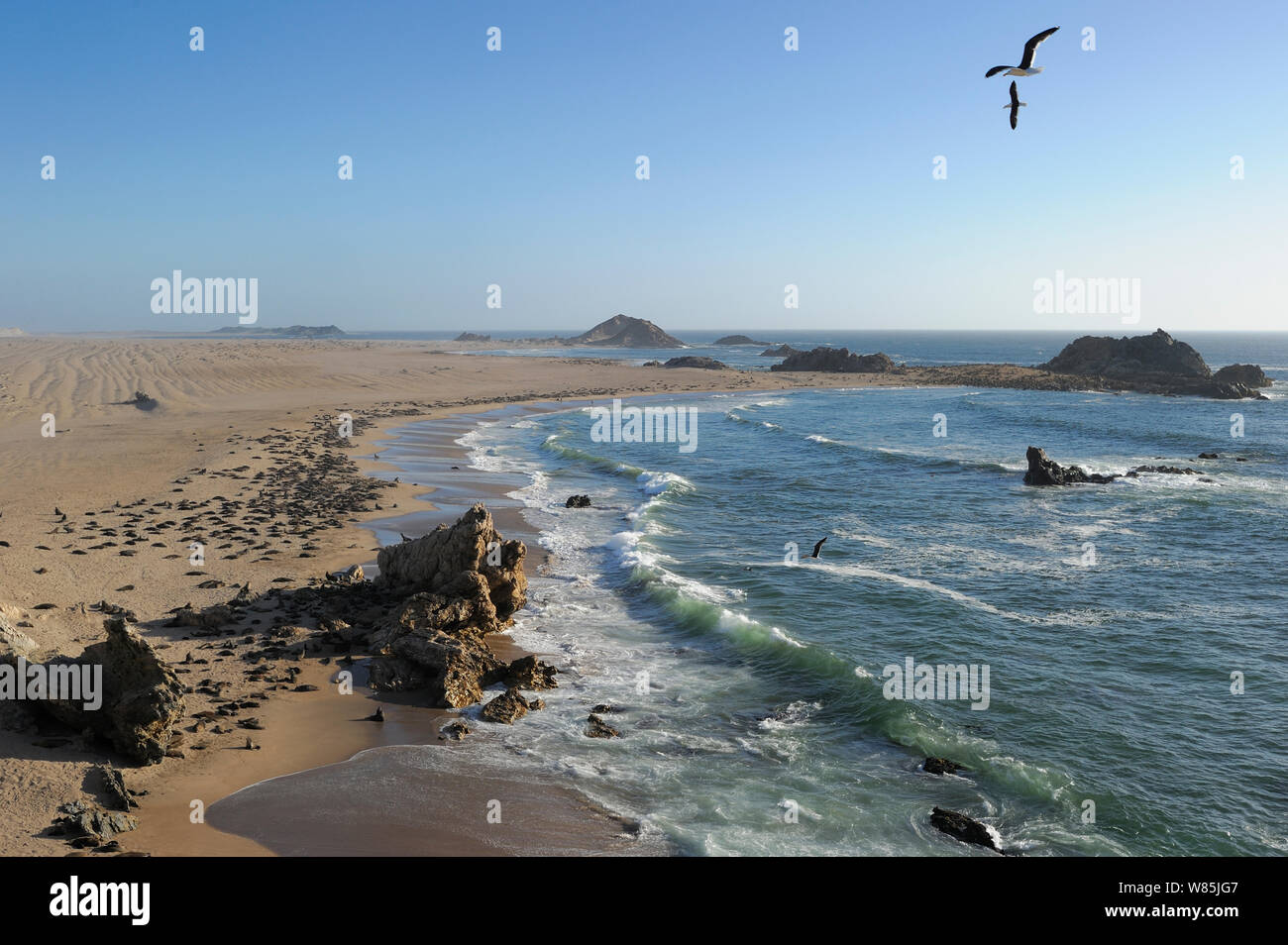Seal bay park hires stock photography and images Alamy