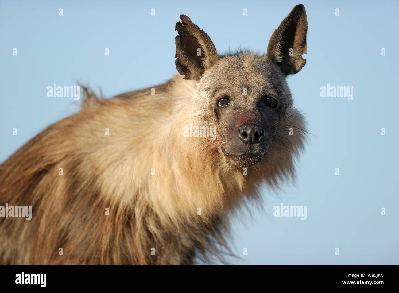 Brown hyena (Hyaena brunnea), Sperrgebiet National Park, Namibia, December. Stock Photo