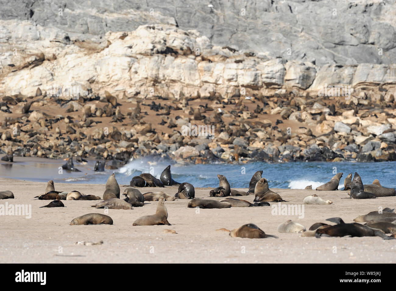Seal bay park hires stock photography and images Alamy