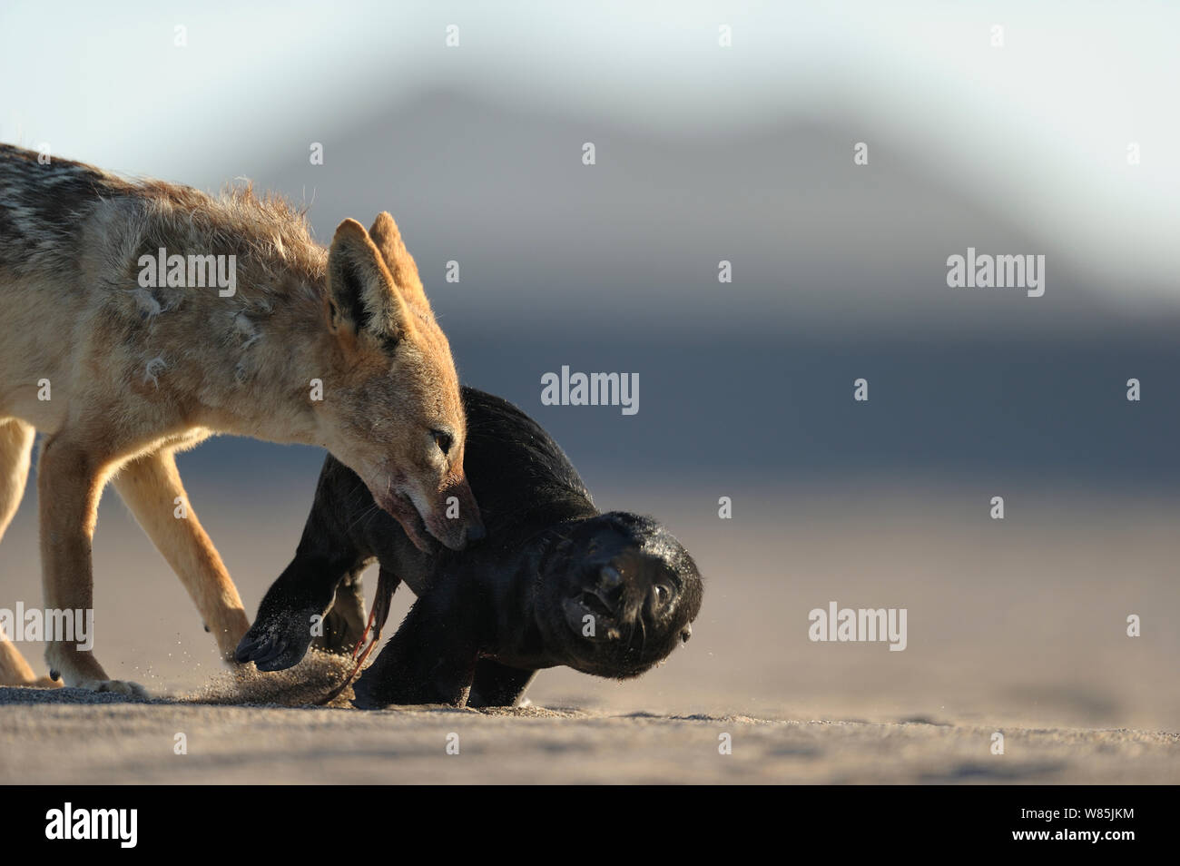 Black backed jackal (Canis mesomelas) attacking Cape fur seal (Arctocephalus pusillus) pup, Sperrgebiet National Park, Namibia, December. Sequence 2/6 Stock Photo