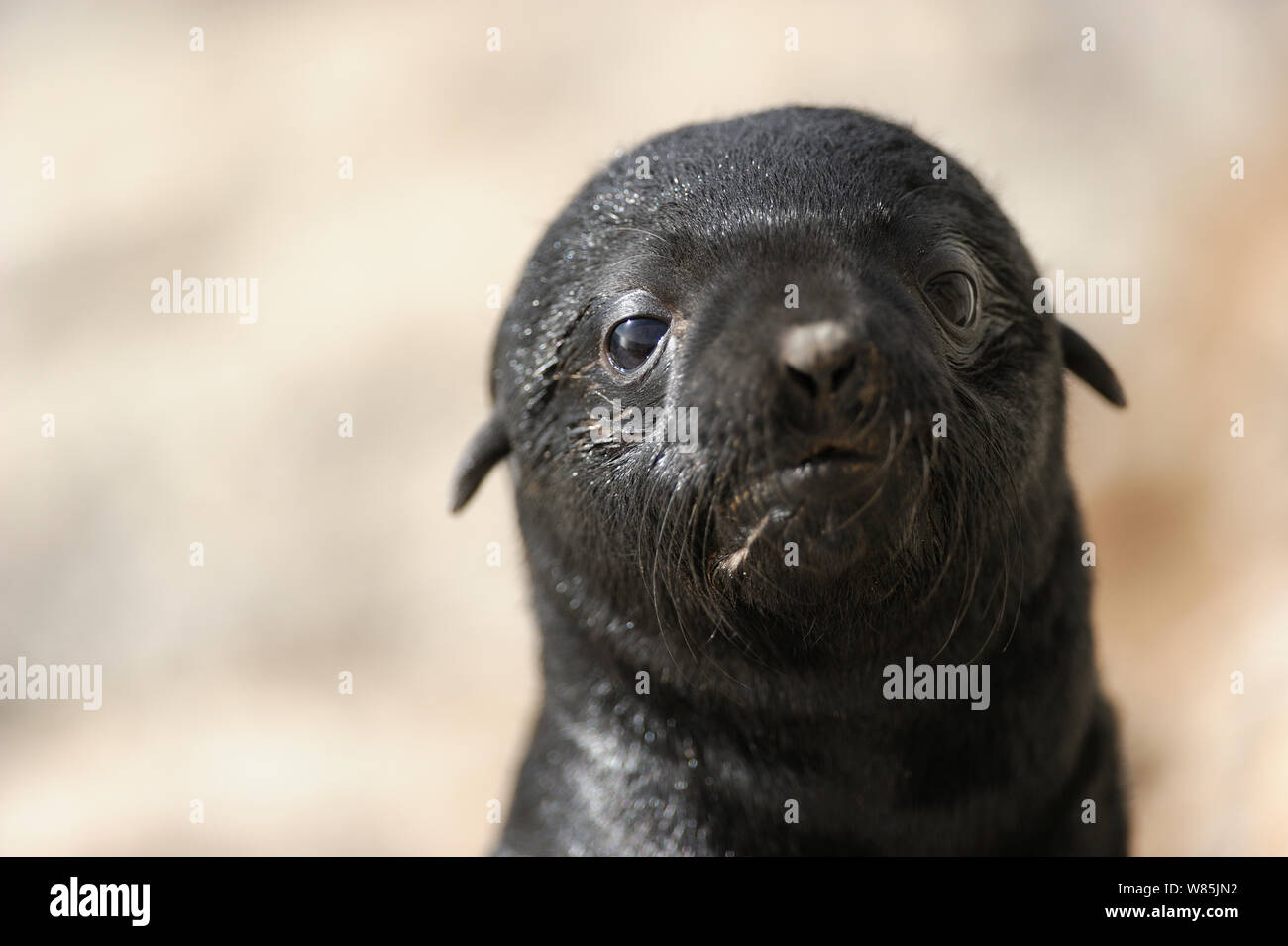 Cape fur seal (Arctocephalus pusillus pusillus) pup, Sperrgebiet National Park, Namibia, November. Stock Photo