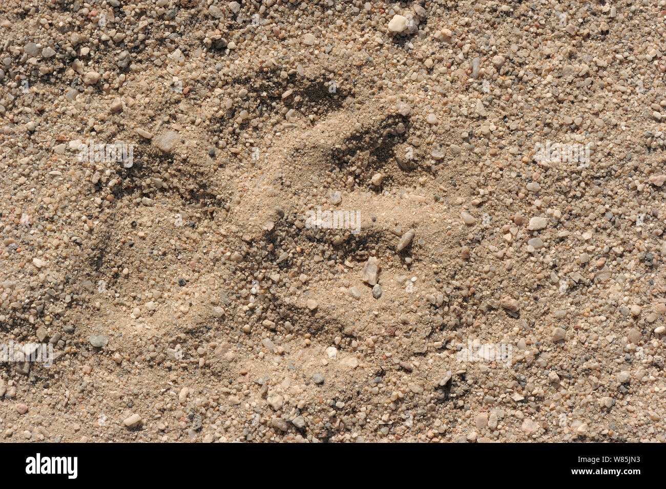 Brown hyena (Hyaena brunnea) footprint, Sperrgebiet National Park, Namibia, November. Stock Photo