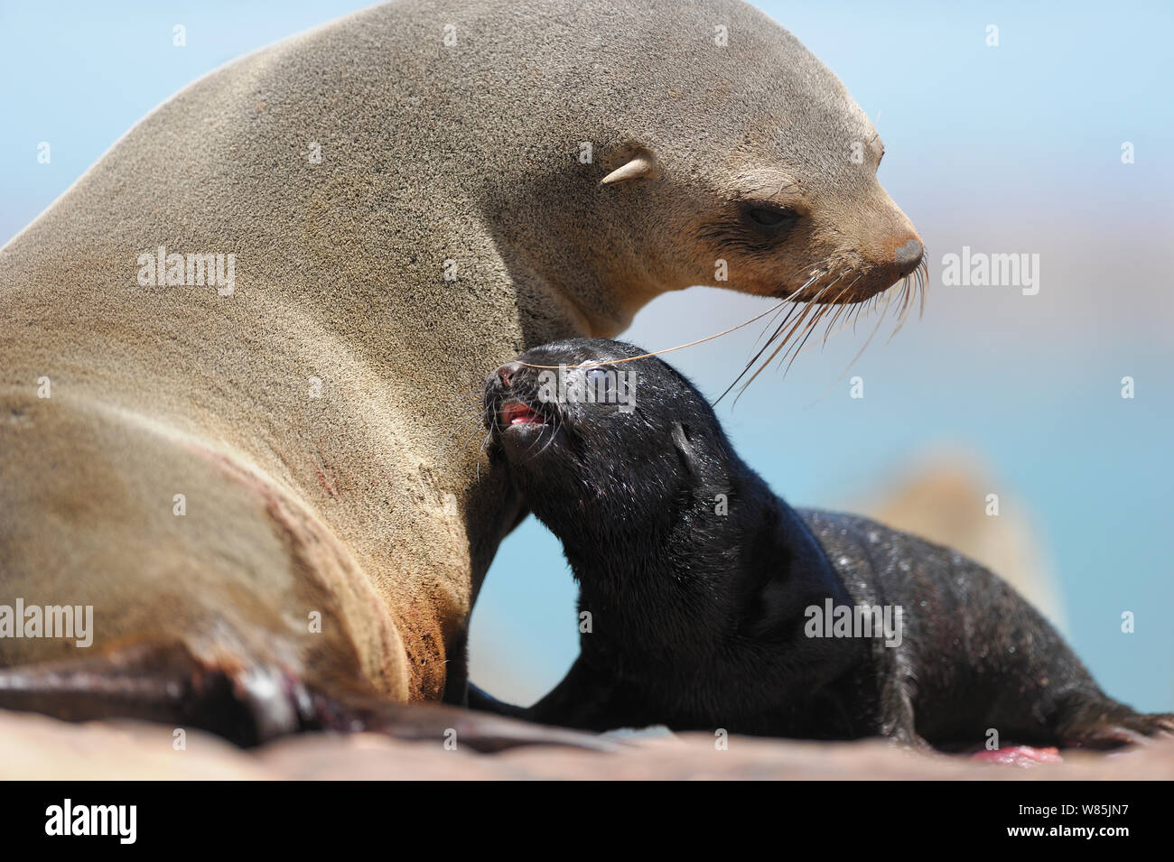 Cape fur seal (Arctocephalus pusillus pusillus) with pup, Sperrgebiet National Park, Namibia, November. Stock Photo