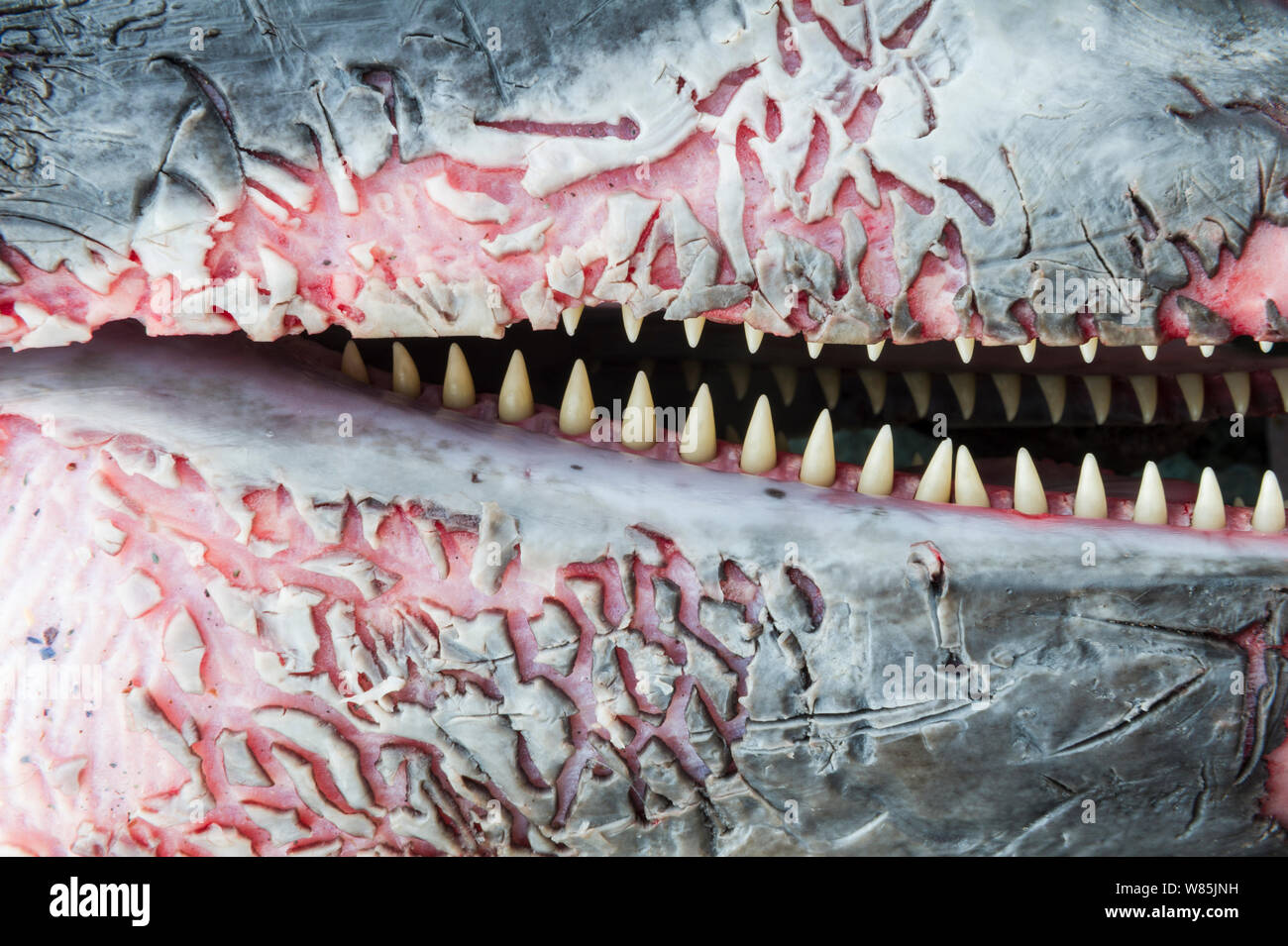 Phocoena phocoena mouth hires stock photography and images Alamy
