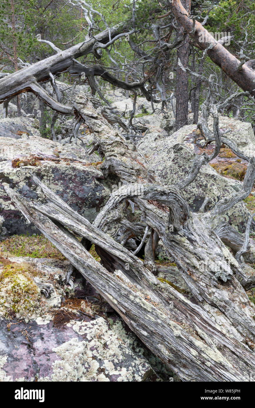 Scots pine (Pinus sylvestris) forest, with rocks covered by arctoparmelia lichen (Arctoparmelia centrifuga), Stora Sjofallet National Park, Laponia, Lapland, Sweden, July. Stock Photo