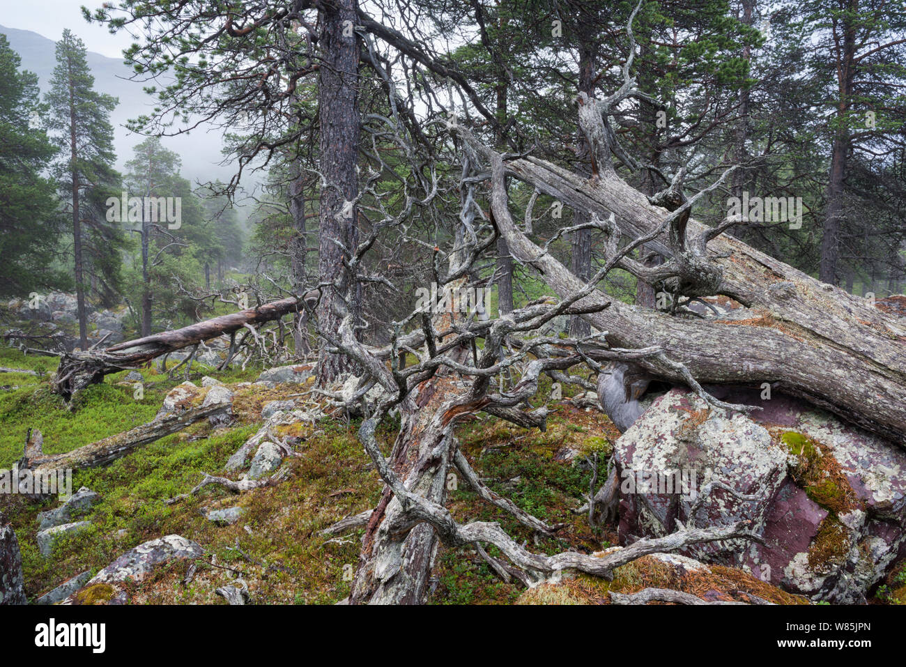 Scots pine (Pinus sylvestris) forest in fog, with rocks covered by arctoparmelia lichen (Arctoparmelia centrifuga), Stora Sjofallet National Park, Laponia, Lapland, Sweden, July. Stock Photo
